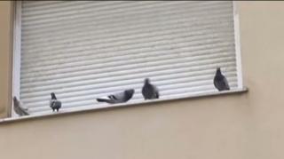 Eforturi intense într-un oraş din Spania pentru a scăpa de invazia de porumbei cu care se confruntă