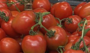 Statul dă bani pentru producţia de roşii, dar noi mâncăm tot din import