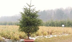 Bradul în ghiveci, cel mai căutat de către români în perioada Sărbătorilor