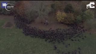 Câinii unui fermier din Marea Britanie, filmaţi cum ghidează curcanii la adăpost (Video)