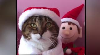Pisica lui Moș Crăciun, vedetă pe Facebook