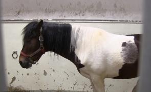 Petrecere de strângere de fonduri pentru Eston, un căluț bolnav