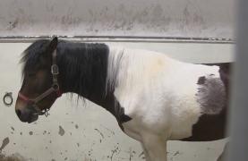 Mobilizare a studenților din Cluj, pentru a salva un cal bolnav