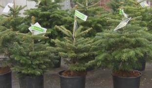 Bradul românesc de Crăciun are concurență din import în magazine