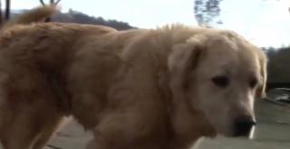 Un câine din California şi-a aşteptat o lună, stăpâna, în faţa casei mistuită în incendiile de vegetaţie. Întâlnirea, cu adevărat emoţionantă