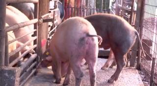 Alertă de trichineloză în Dâmboviţa, în plină epidemie de pestă porcină. Avertismentul medicilor veterinari