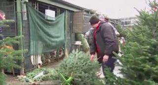 Comercianţii de brazi din Iaşi sunt dispuşi să negocieze oricât cu clientul pentru a nu rămâne cu pomii nevânduţi