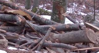 Doi pădurari din Gorj care au semnalat un furt de lemne, dar acum se tem că şi-ar putea pierde slujba