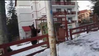 Urs filmat în căutarea hranei, lângă o pensiune, în Predeal (Video)