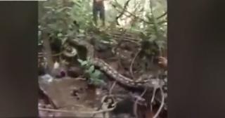 Imagini surprinzătoare în Indonezia. Câţiva săteni s-au luptat din răsputeri cu un piton lung de aproape opt metri