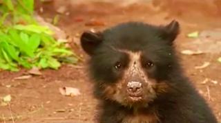 Ursuleţul Paddington, din cunoscuta peliculă Disney, există şi în realitate (Video)