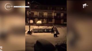 Specialiştii avertizează: condiţiile climatice au schimbat comportamentul urşilor