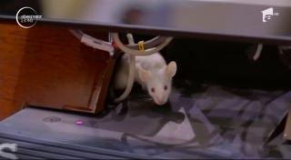 Surpriză neplăcută pentru senatorii din Columbia. Aleşii au suspendat lucrările după ce în aulă şi-au făcut apariţia câţiva şobolani