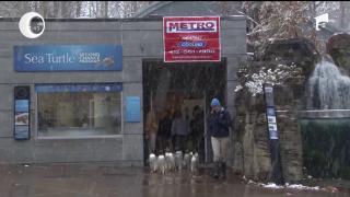 Pinguinii de la grădina zoologică din Pittsburgh se bucură de temperaturile reci (Video)