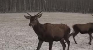 Unul dintre cele mai frumoase parcuri din România, cu sute de animale sălbatice, la Izvoare, în Harghita