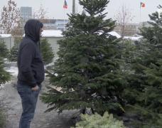 Crăciun 2018. Cum să alegi bradul perfect