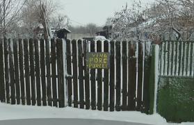 Țăranii care au ascuns porcii de autorităţi, îi scot acum la vânzare. Clientul cumpăra carnea pe propria răspundere