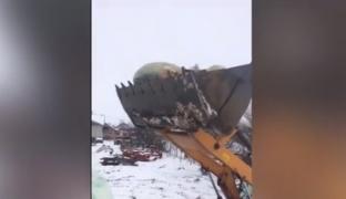 Nou focar de pestă porcină, confirmat într-o comună din Dâmboviţa