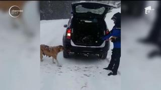 Jandarmii montani din Gorj au salvat şase căţeluşi de la o moarte sigură