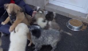 Un cățel nu este, întotdeauna, cadoul perfect pentru copii