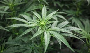 Tămâie înlocuită cu marijuana într-o biserică din Italia