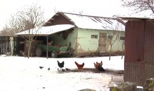 Ignat fără porci în zonele afectate de pesta porcină