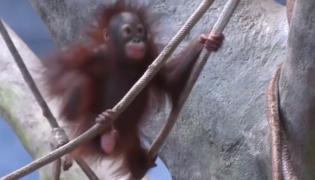 Petrecere pentru ziua unui pui de urangutan de doi ani, în Chicago