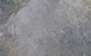 Râurile de munte din Caraş-Severin, repopulate cu păstrăv