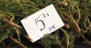 În Ajunul Crăciunului, brazii s-au vândut în pieţele din Bucureşti şi cu cinci lei bucata!