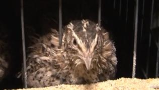 Ferma de prepeliţe, o afacere cu investiţii mici şi profit rapid