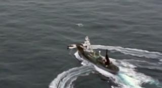 Japonia dă verde la vânătoarea de balene, după trei decenii de aşa-zisă pauză