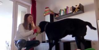 Bonă pentru animale, afacere de sezon cu profit pe timpul Sărbătorilor