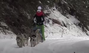 Plimbare cu sania trasă de câini, pentru turiştii care ajung în Harghita