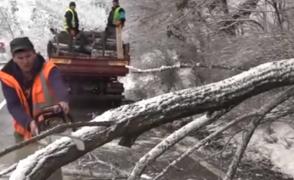 Copaci doborâţi de zăpadă pe şosele Harghita, viaţa şoferilor în pericol