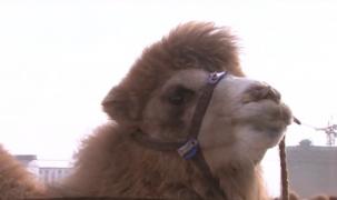 Concurs de frumuseţe pentru cămile, într-un sat din nordul Chinei