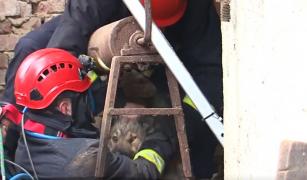 Câine salvat dintr-o fântână de un alt câine