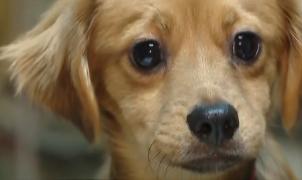 Crăciunul, greu de digerat pentru animalele de companie