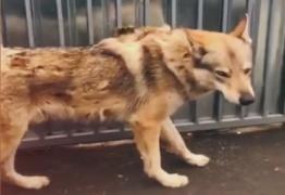Animal care seamănă cu un lup, filmat pe străzile orașului Pantelimon, lângă București