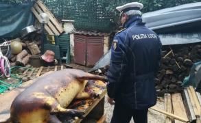 Românii care au tăiat porcul în Italia au fost dați de gol de vecinii speriați