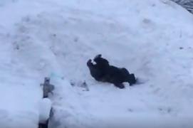 Un urs a fost filmat în timp ce se juca în zăpada, la Predeal