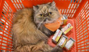 Cele mai rare rase de pisici din lume