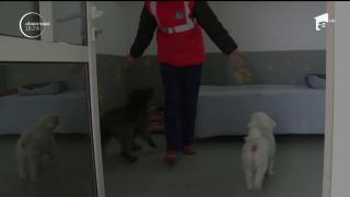 Pensiune pentru câini din judeţul Hunedoara, asaltată de clienţi