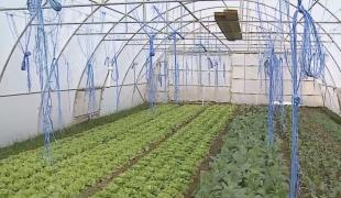 Legumele românești de iarnă, crescute în solarii