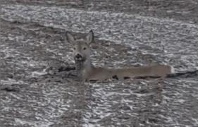 Căprioară blocată în nămolul unui lac, salvată de pompieri, în Timiș