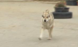 "Lupul" din Pantelimon, revendicat de doi stăpâni