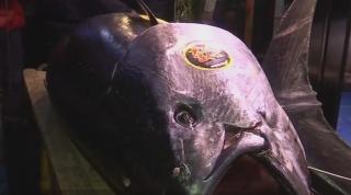 Ton uriaș licitat cu peste 3 milioane de dolari în Japonia