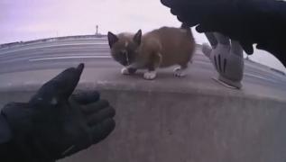 Pisică salvată de un polițist, pe o autostradă din SUA