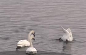 Spectacol cu sute de lebede siberiene pe râul Olt, în apropeire de Slatina.