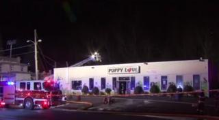 Mobilizare impresionantă în Statele Unite, pentru salvarea a aproape 100 de căţeluşi