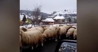 O turmă de oi a blocat traficul pe E81, în Sălaj, atrasă de sarea de pe carosabil